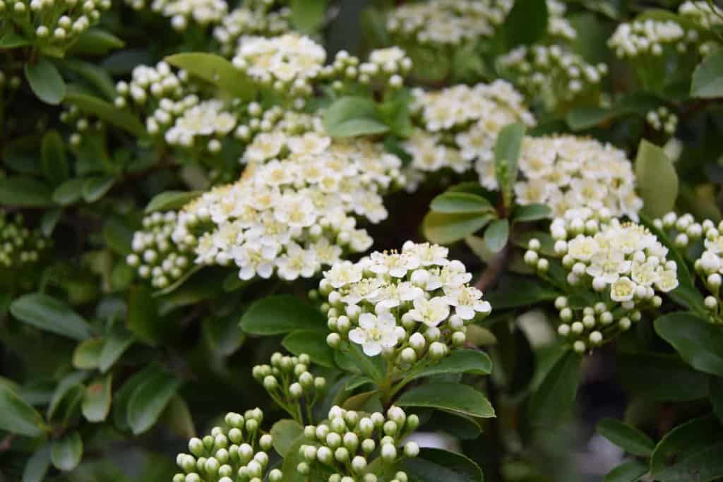 Pyracantha Dart's Red ('Interrada') <span class="hidden specialOffer"></span> 40-60 cm